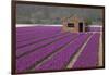 Brick Shed in Growing Field of Hyacinths, Springtime Near Lisse Netherlands-Darrell Gulin-Framed Photographic Print