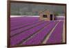 Brick Shed in Growing Field of Hyacinths, Springtime Near Lisse Netherlands-Darrell Gulin-Framed Photographic Print