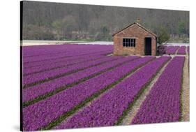 Brick Shed in Growing Field of Hyacinths, Springtime Near Lisse Netherlands-Darrell Gulin-Stretched Canvas