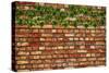 Brick Wall and Ivy-Tina Lavoie-Stretched Canvas