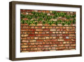 Brick Wall and Ivy-Tina Lavoie-Framed Giclee Print