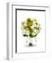 Bridal Bouquet-Lew Robertson-Framed Photographic Print