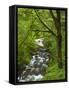 Bridal Veil Creek Flowing Through Forest in Springtime, Mt. Hood National Forest-Steve Terrill-Framed Stretched Canvas