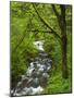 Bridal Veil Creek Flowing Through Forest in Springtime, Mt. Hood National Forest-Steve Terrill-Mounted Photographic Print