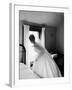 Bride Prepares For Wedding, in Traditional White Gown, 19th Century Wedding Dress-Michael Rougier-Framed Photographic Print