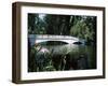 Bridge across a Swamp, Magnolia Plantation and Gardens, Charleston County, South Carolina-null-Framed Photographic Print