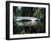 Bridge across a Swamp, Magnolia Plantation and Gardens, Charleston County, South Carolina-null-Framed Photographic Print