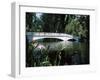 Bridge across a Swamp, Magnolia Plantation and Gardens, Charleston County, South Carolina-null-Framed Photographic Print