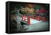 Bridge and Autumn Colours in Miyajima Japan-Neale Cousland-Framed Stretched Canvas