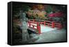 Bridge and Autumn Colours in Miyajima Japan-Neale Cousland-Framed Stretched Canvas