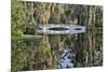Bridge crossing pond Springtime azalea blooming, Charleston, South Carolina.-Darrell Gulin-Mounted Photographic Print