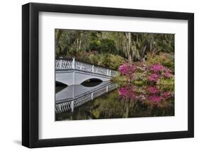 Bridge crossing pond Springtime azalea blooming, Charleston, South Carolina.-Darrell Gulin-Framed Premium Photographic Print