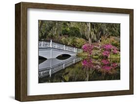 Bridge crossing pond Springtime azalea blooming, Charleston, South Carolina.-Darrell Gulin-Framed Photographic Print