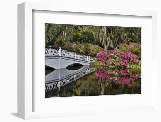 Bridge crossing pond Springtime azalea blooming, Charleston, South Carolina.-Darrell Gulin-Framed Photographic Print