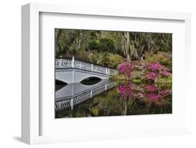 Bridge crossing pond Springtime azalea blooming, Charleston, South Carolina.-Darrell Gulin-Framed Photographic Print