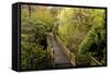 Bridge, Crystal Springs Rhododendron Garden, Portland, Oregon, Usa-Michel Hersen-Framed Stretched Canvas