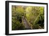 Bridge, Crystal Springs Rhododendron Garden, Portland, Oregon, Usa-Michel Hersen-Framed Photographic Print