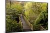 Bridge, Crystal Springs Rhododendron Garden, Portland, Oregon, Usa-Michel Hersen-Mounted Photographic Print