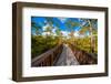 Bridge in A Forest-CelsoDiniz-Framed Photographic Print