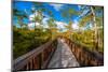 Bridge in A Forest-CelsoDiniz-Mounted Photographic Print