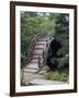 Bridge, Japanese Garden, Golden Gate Park, CA-Barry Winiker-Framed Photographic Print