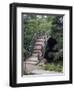 Bridge, Japanese Garden, Golden Gate Park, CA-Barry Winiker-Framed Photographic Print