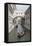 Bridge of Sighs, Venice, UNESCO World Heritage Site, Veneto, Italy, Europe-Philip Craven-Framed Stretched Canvas