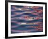 Bridge Reflections Create Abstract Patterns in Water, Socorro, New Mexico, USA-Arthur Morris-Framed Photographic Print