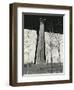 Bridge Support and Trees, New York, 1946-Brett Weston-Framed Photographic Print