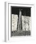 Bridge Support and Trees, New York, 1946-Brett Weston-Framed Photographic Print