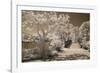 Bridge & Trees At Japanese Gardens, Delray Beach, Florida '10-Monte Nagler-Framed Photographic Print