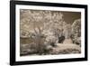 Bridge & Trees At Japanese Gardens, Delray Beach, Florida '10-Monte Nagler-Framed Photographic Print