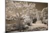 Bridge & Trees At Japanese Gardens, Delray Beach, Florida '10-Monte Nagler-Mounted Photographic Print