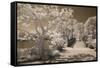 Bridge & Trees At Japanese Gardens, Delray Beach, Florida '10-Monte Nagler-Framed Stretched Canvas