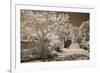 Bridge & Trees At Japanese Gardens, Delray Beach, Florida '10-Monte Nagler-Framed Photographic Print