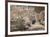 Bridge & Trees At Japanese Gardens, Delray Beach, Florida '10-Monte Nagler-Framed Photographic Print