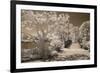 Bridge & Trees At Japanese Gardens, Delray Beach, Florida '10-Monte Nagler-Framed Photographic Print