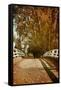 Bridge under Trees in Autumn-Steve Allsopp-Framed Stretched Canvas