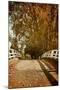 Bridge under Trees in Autumn-Steve Allsopp-Mounted Photographic Print