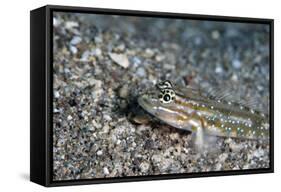 Bridled Goby (Coryphopterus Glaucofraenum), Dominica, West Indies, Caribbean, Central America-Lisa Collins-Framed Stretched Canvas