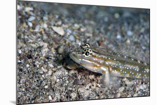 Bridled Goby (Coryphopterus Glaucofraenum), Dominica, West Indies, Caribbean, Central America-Lisa Collins-Mounted Photographic Print