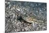 Bridled Goby (Coryphopterus Glaucofraenum), Dominica, West Indies, Caribbean, Central America-Lisa Collins-Mounted Photographic Print