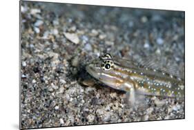 Bridled Goby (Coryphopterus Glaucofraenum), Dominica, West Indies, Caribbean, Central America-Lisa Collins-Mounted Photographic Print