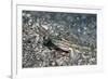 Bridled Goby (Coryphopterus Glaucofraenum), Dominica, West Indies, Caribbean, Central America-Lisa Collins-Framed Photographic Print