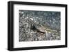 Bridled Goby (Coryphopterus Glaucofraenum), Dominica, West Indies, Caribbean, Central America-Lisa Collins-Framed Photographic Print