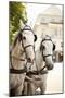 Bridled Horses-Karyn Millet-Mounted Photographic Print