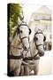 Bridled Horses-Karyn Millet-Stretched Canvas