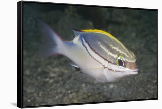 Bridled Monocale Bream-Hal Beral-Framed Stretched Canvas