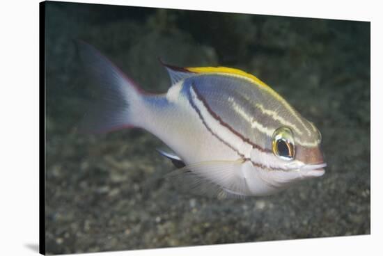 Bridled Monocale Bream-Hal Beral-Stretched Canvas