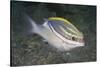 Bridled Monocale Bream-Hal Beral-Stretched Canvas